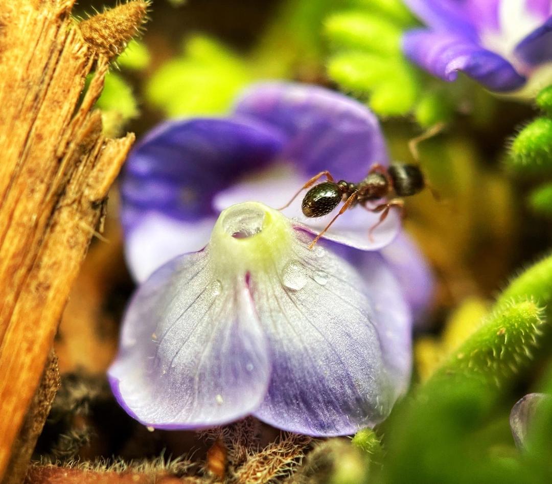 Purple flower with ant
